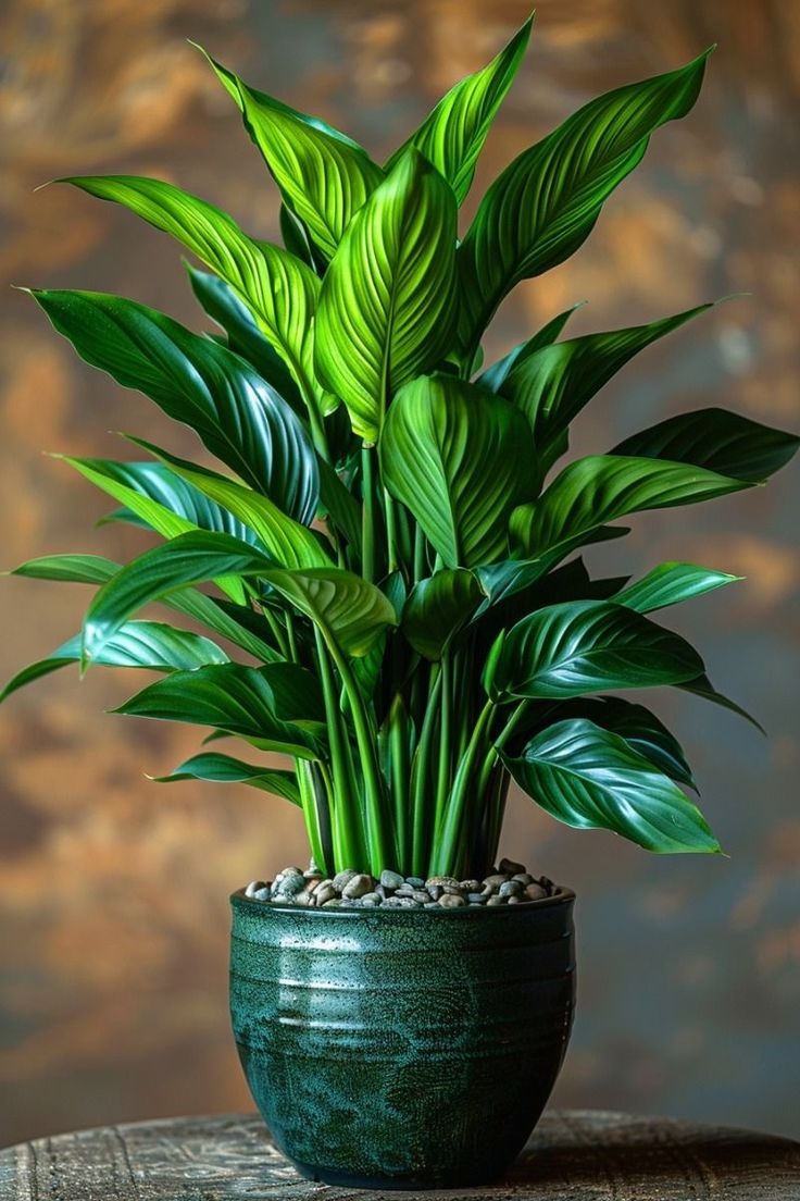 Indoor Plants